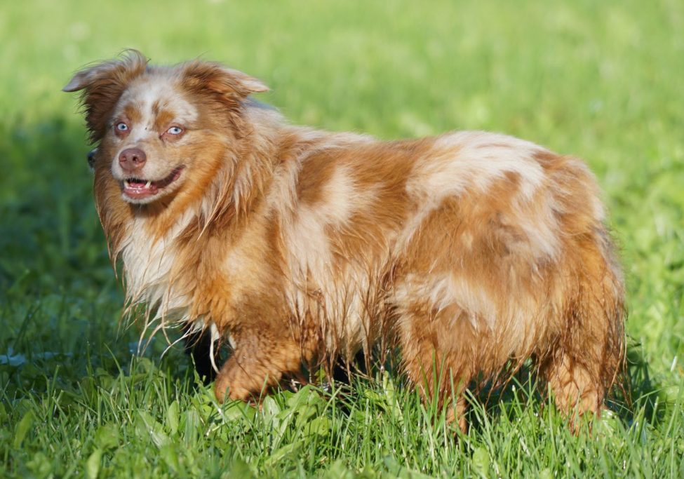 Sire: Cross L's Westtexas Gunslinger 34,5 cm